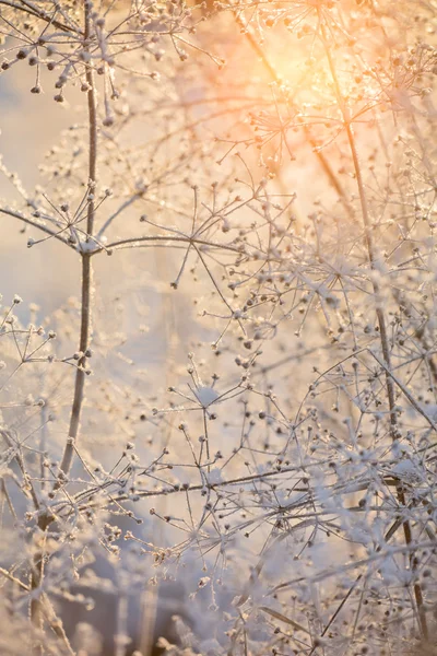 Gedroogde bevroren planten — Stockfoto