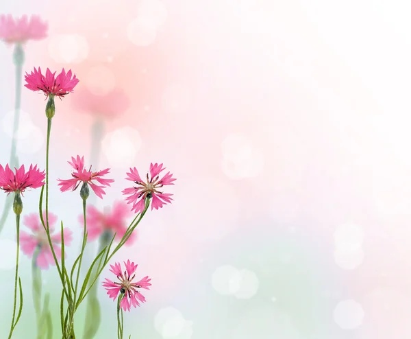 Kwiaty różowe cykorii — Zdjęcie stockowe