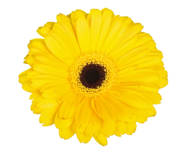 Květ žlutá gerbera — Stock fotografie