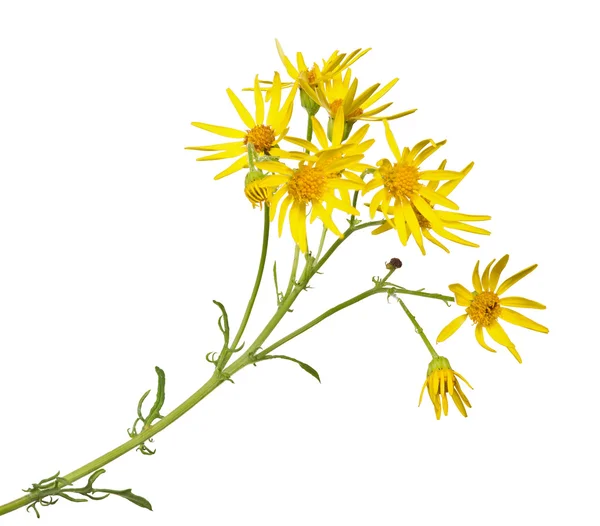 Vilda gula blommor — Stockfoto