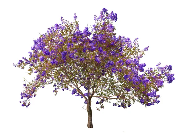 Árbol de floración azul —  Fotos de Stock