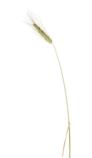 Single ear of wheat — Stock Photo, Image