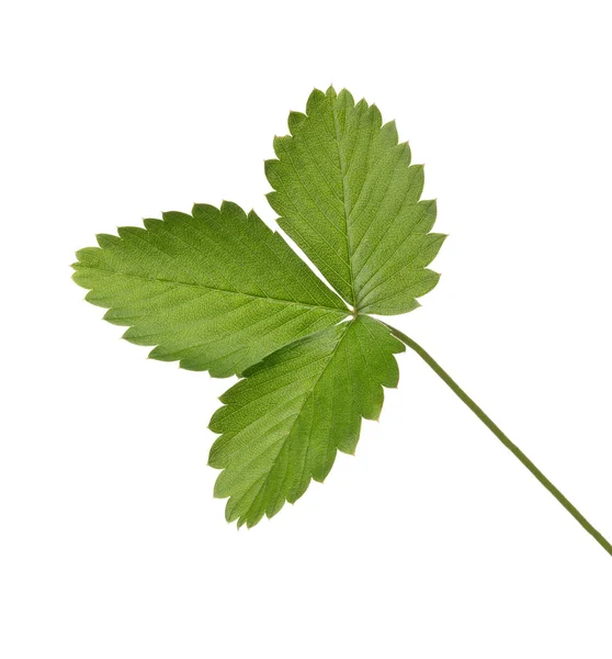 Strawberry green leaves — Stock Photo, Image