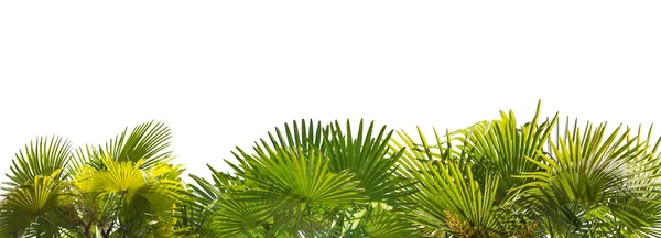 Полоса листвы зеленых пальм — стоковое фото