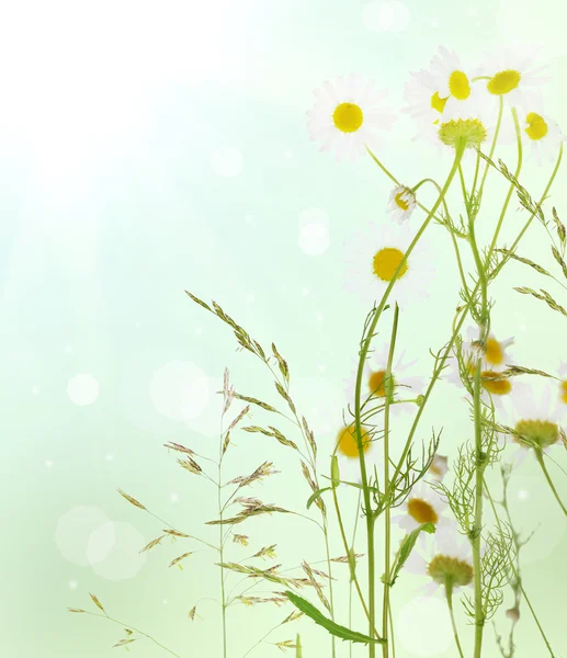 Fijne kamille bloemen — Stockfoto