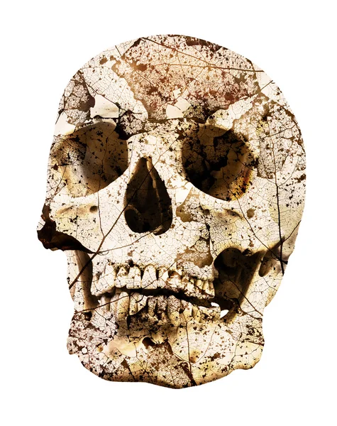 Single human skull — Stock Photo, Image