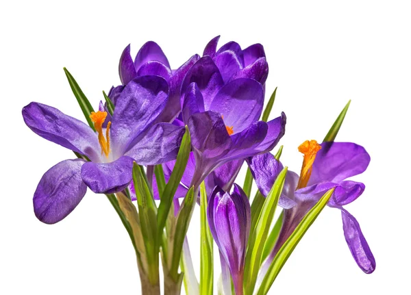 Fleurs de crocus violet — Photo