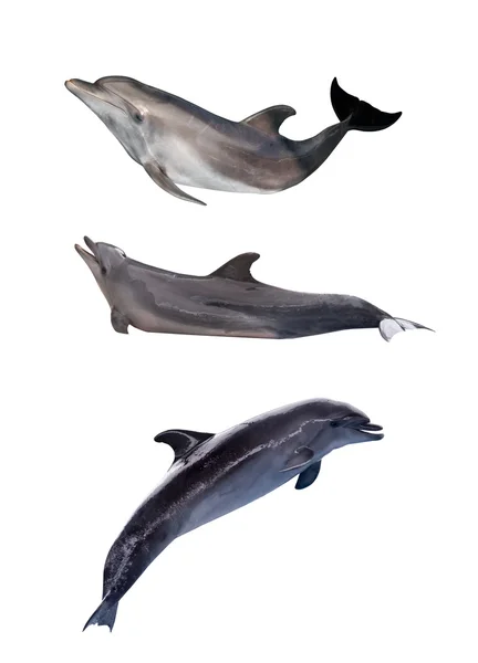 Tres delfines grises — Foto de Stock