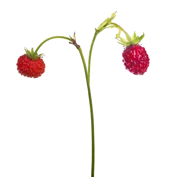 줄기에 야생 딸기 — 스톡 사진