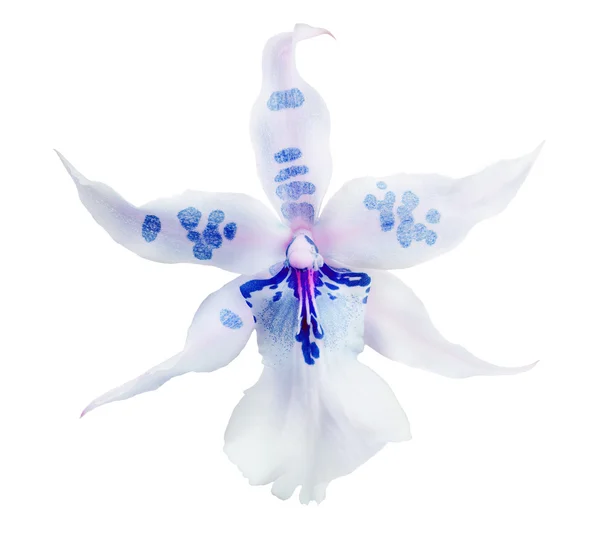 Flor de orquídea com manchas azuis — Fotografia de Stock