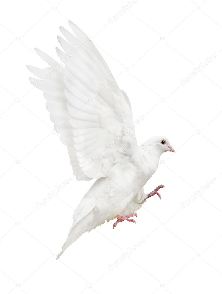 white flying dove