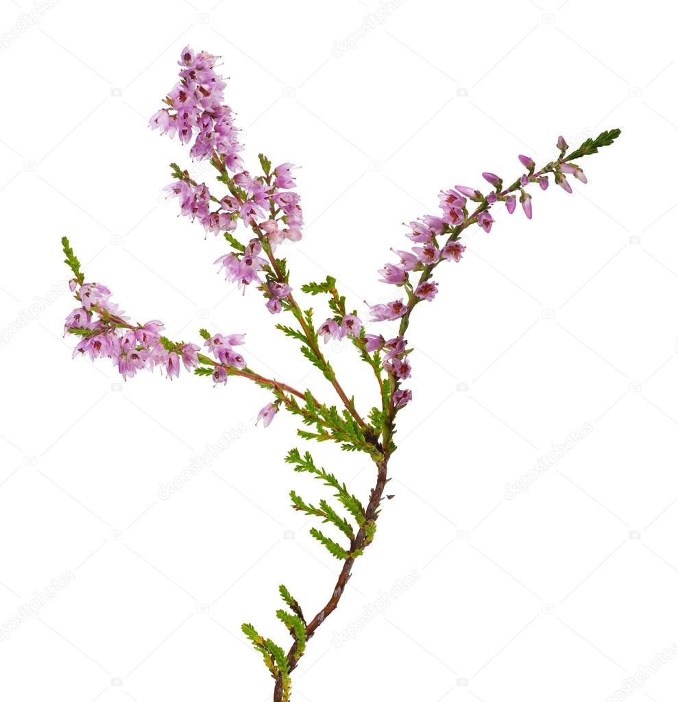 heather with light pink flowers