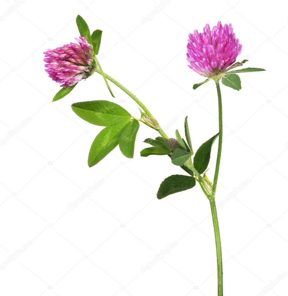 Purple clover flowers — Stock Photo © Dr.PAS 84194346