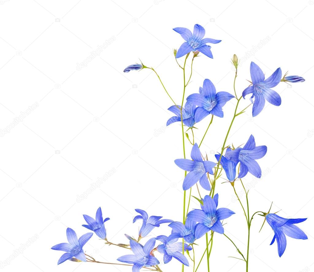 blue campanula flowers