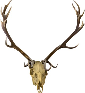 Kahverengi geyik boynuzları