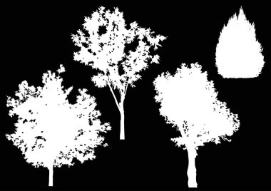 Beyaz ağaçlarının silhouettes