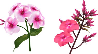 Pembe fenik çiçekleri.