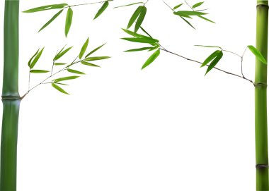 Yeşil Bambu dalları