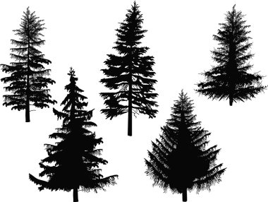 black firs silhouettes clipart
