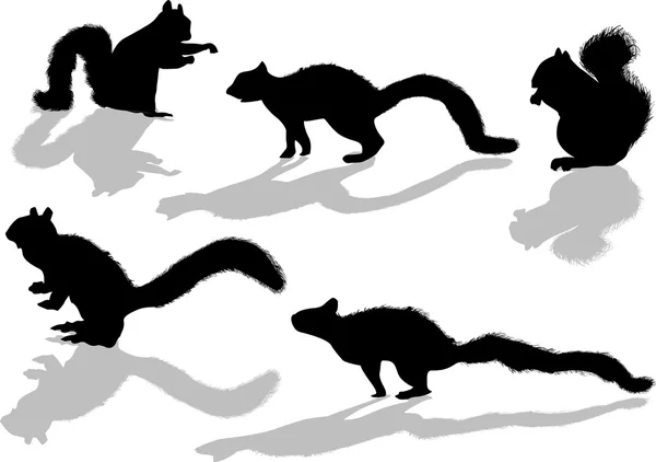 Silhouettes d'écureuils noirs — Image vectorielle