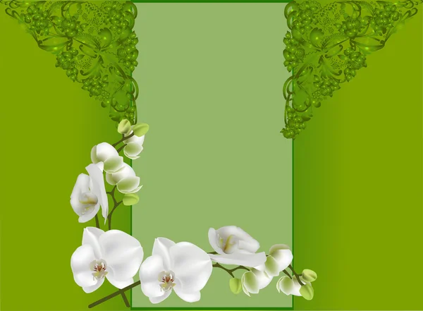 Group of orchid flowers on frame — Stock Vector