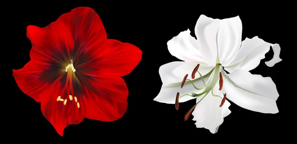 Fleurs rouges et blanches — Image vectorielle