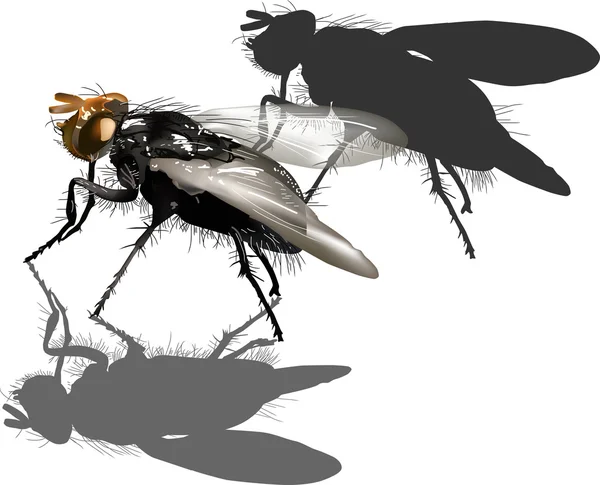 Dark fly and shadows — Stock Vector