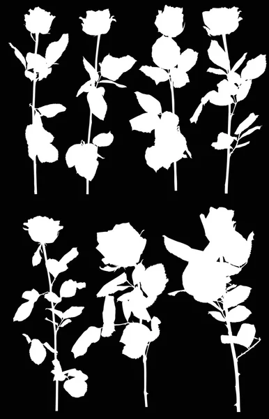 Witte rozen bloemen — Stockvector