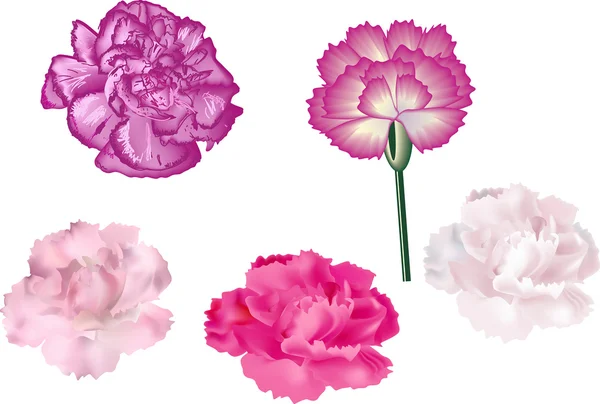 Cinco flores rosa — Vetor de Stock