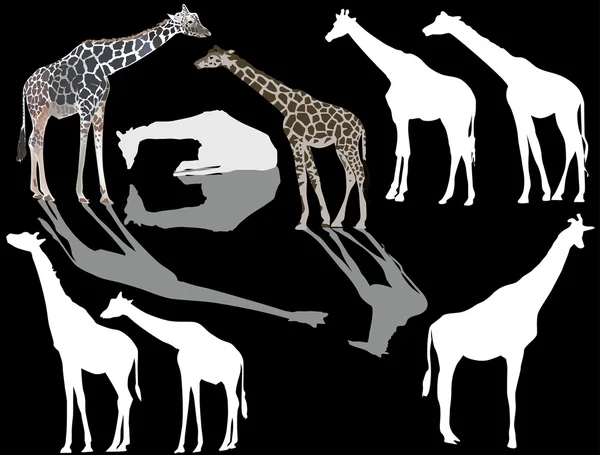 Acht giraffen silhouetten — Stockvector