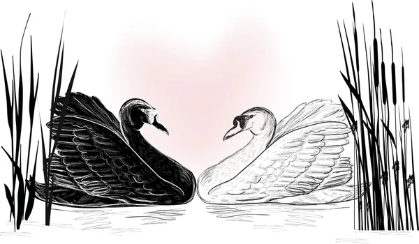 Cisnes blancos y negros — Vector de stock