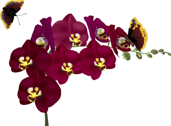 Fioletowe kwiaty orchidei i motyle — Wektor stockowy