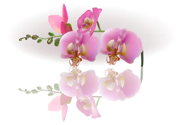 Flores de orquídea rosa com reflexão — Vetor de Stock