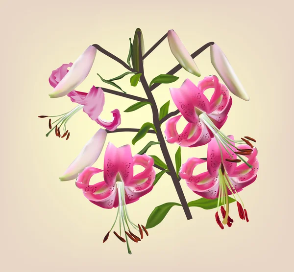 Flores de lirios rosados — Vector de stock