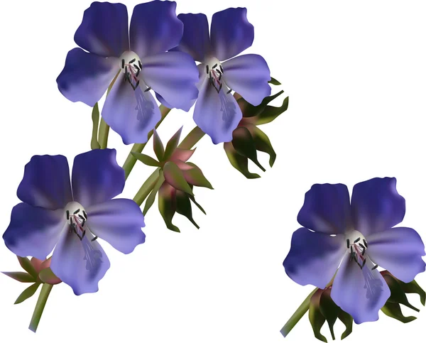 Flores azules silvestres — Archivo Imágenes Vectoriales