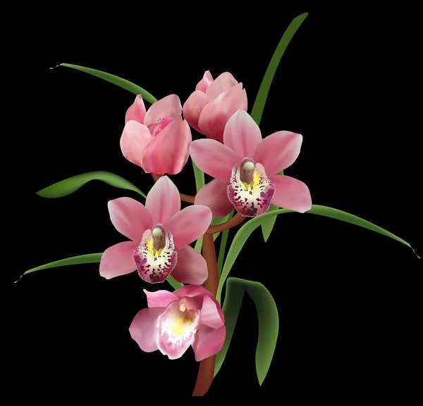 Orquídeas rosadas grandes — Vector de stock