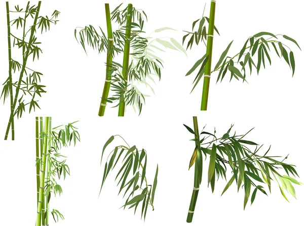 Bamboo branches collection — Stock Vector