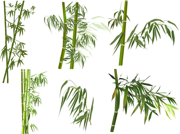 bamboo branches collection