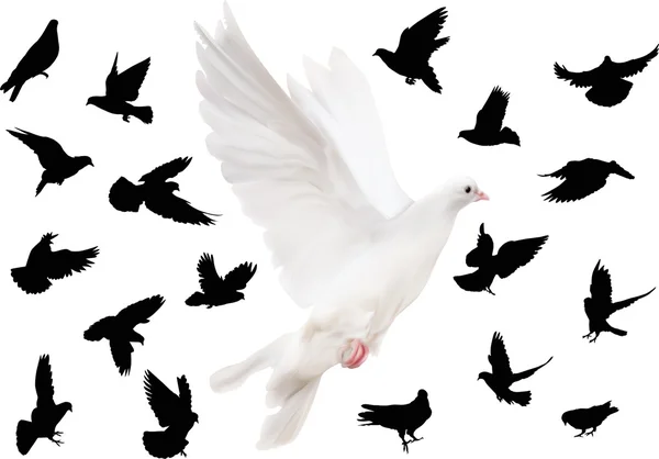 19 силуэтов голубей — стоковый вектор