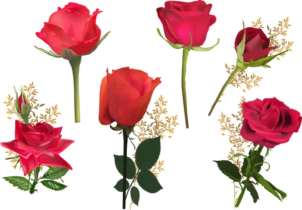 Flores de rosas vermelhas — Vetor de Stock