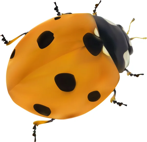 Orange spotted ladybug — Stock Vector