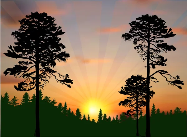 Pine trees at sunset — Stock Vector