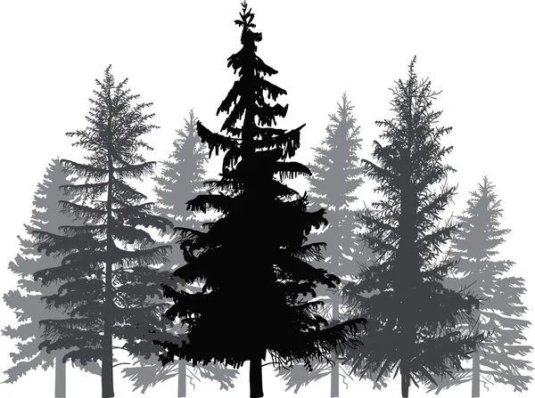 Fir trees in forest — Stock Vector