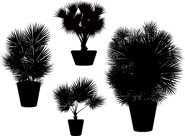 Black palm trees in pots — Stock Vector