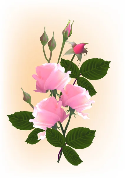 玫瑰鲜花和芽 — 图库矢量图片