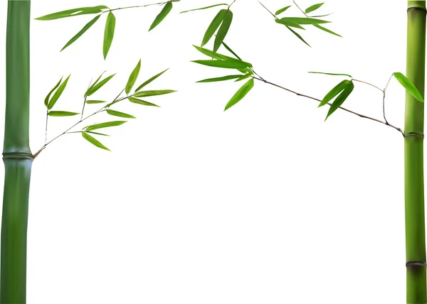 Grüne Bambuszweige — Stockvektor