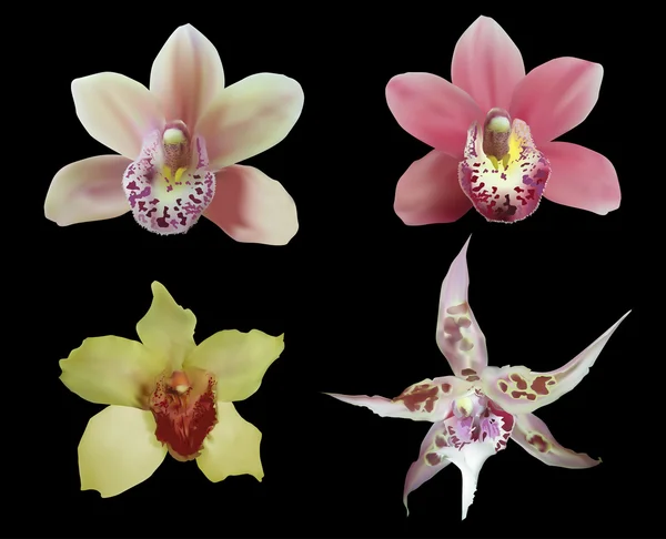 Colección de orquídeas coloridas — Vector de stock