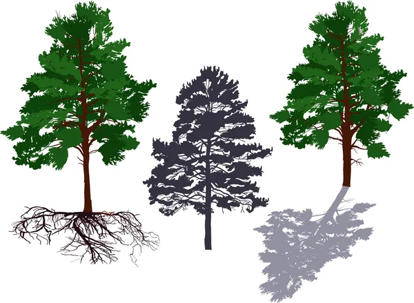 Three pine trees — Stock Vector