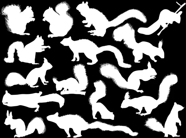 White squirrels silhouettes — Stock Vector