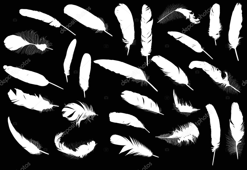 white feathers silhouettes